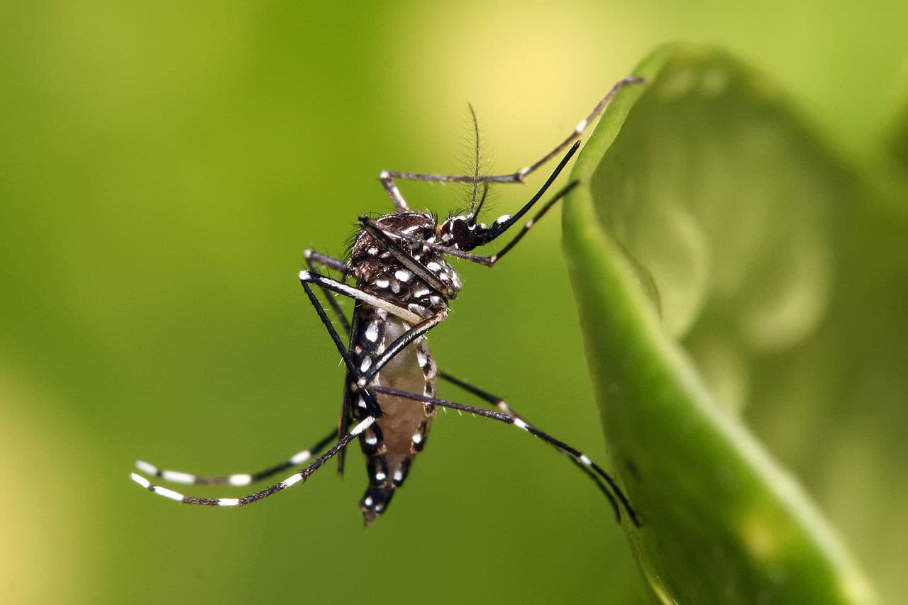Nagyon megugrott a dengue-lázas megbetegedések száma