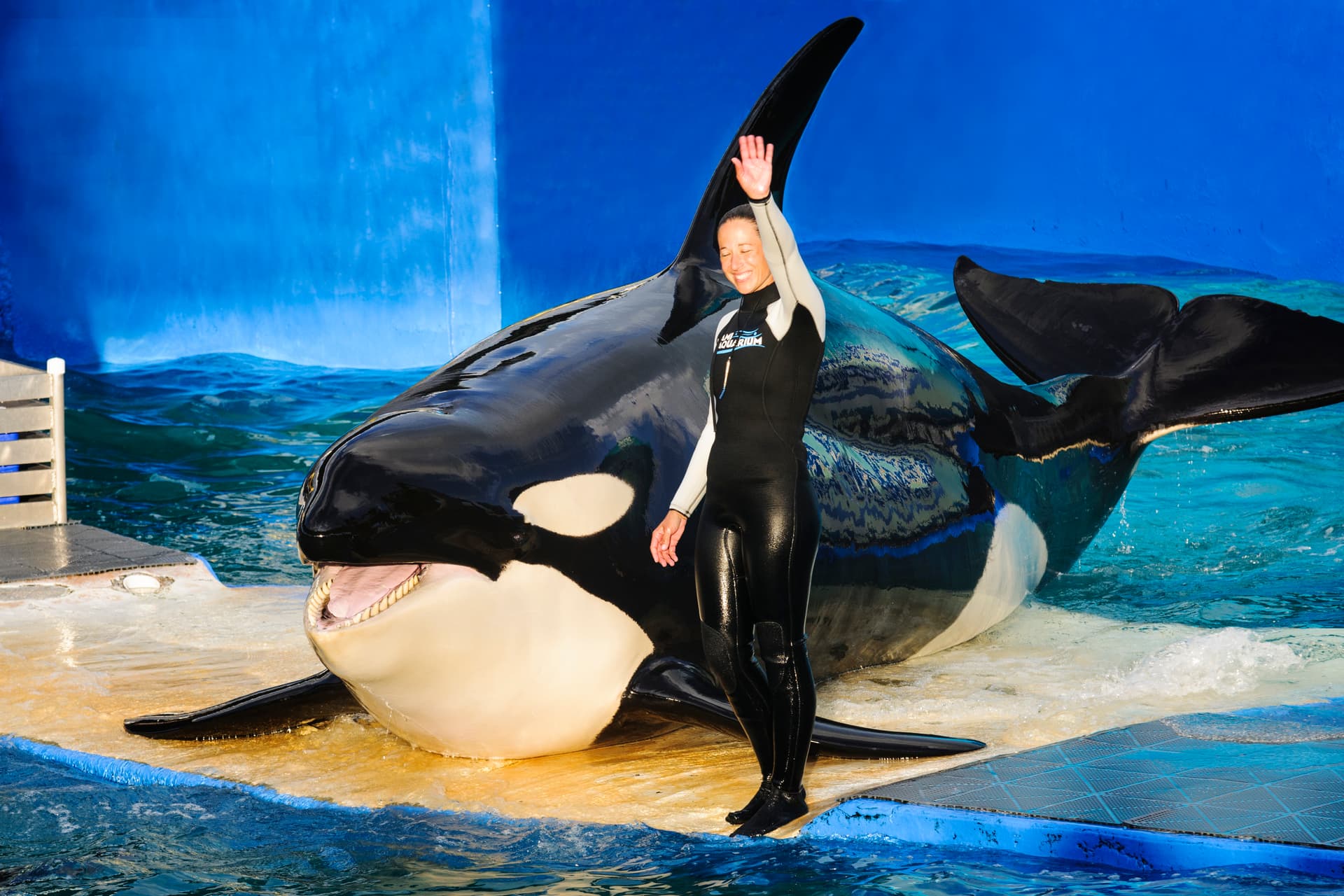 120 delfin és bálna halála után bezár a vitatott Miami Seaquarium