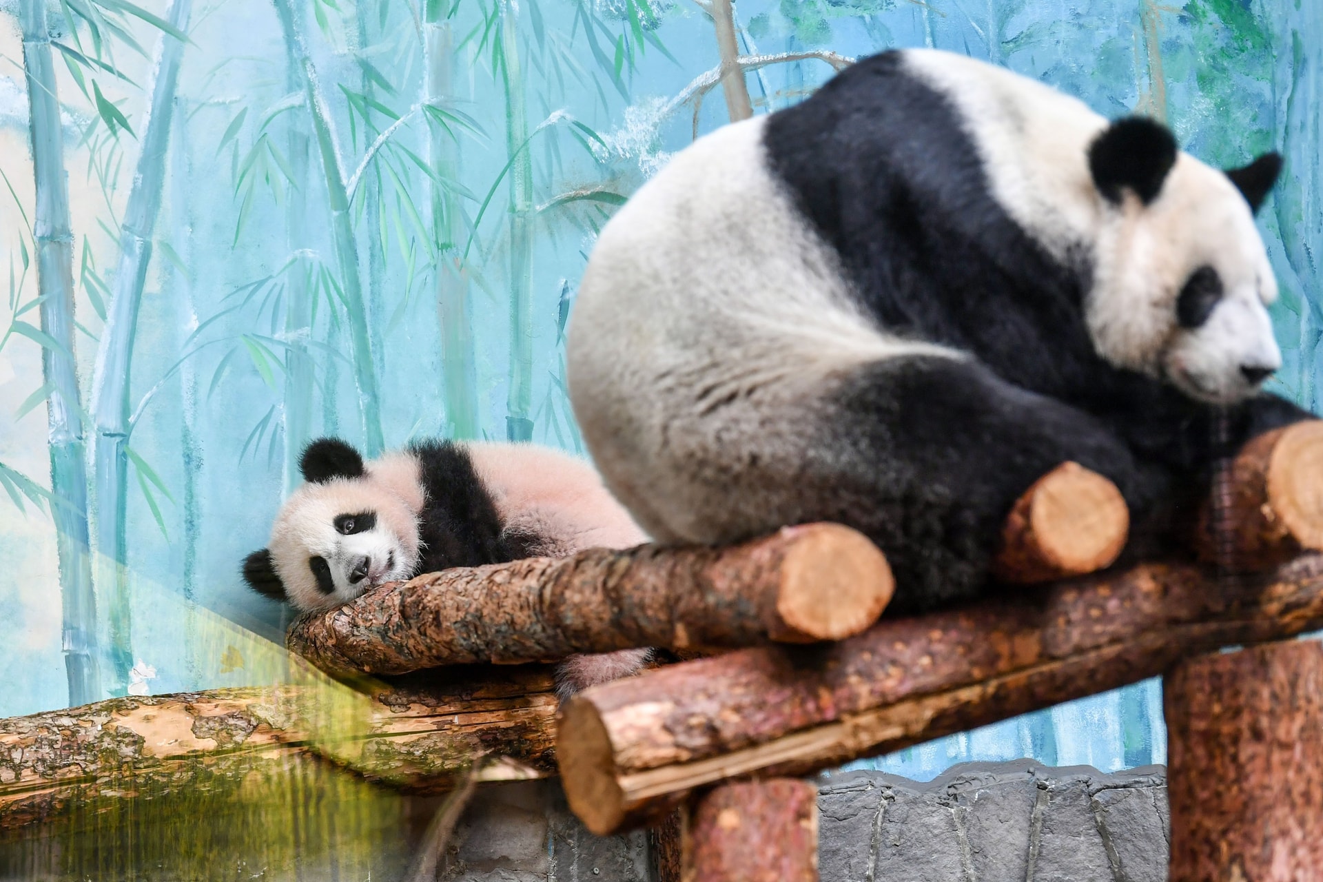 Pandaboccsal takarítani? Igazi képtelenség! + VIDEÓ