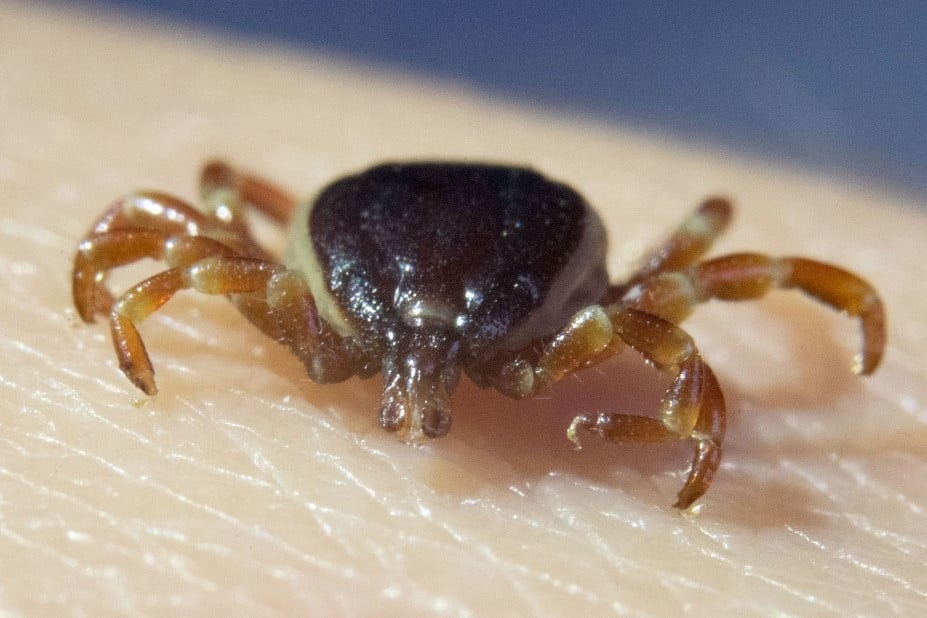 Fordulat a Lyme-kór megelőzésében