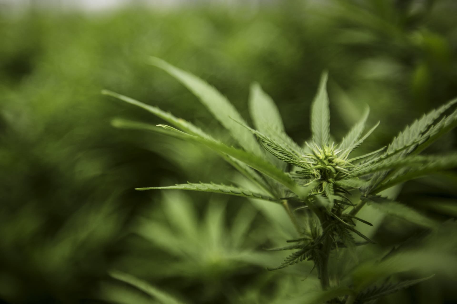Cannabisültetvényt találtak egy érdi ház udvarán