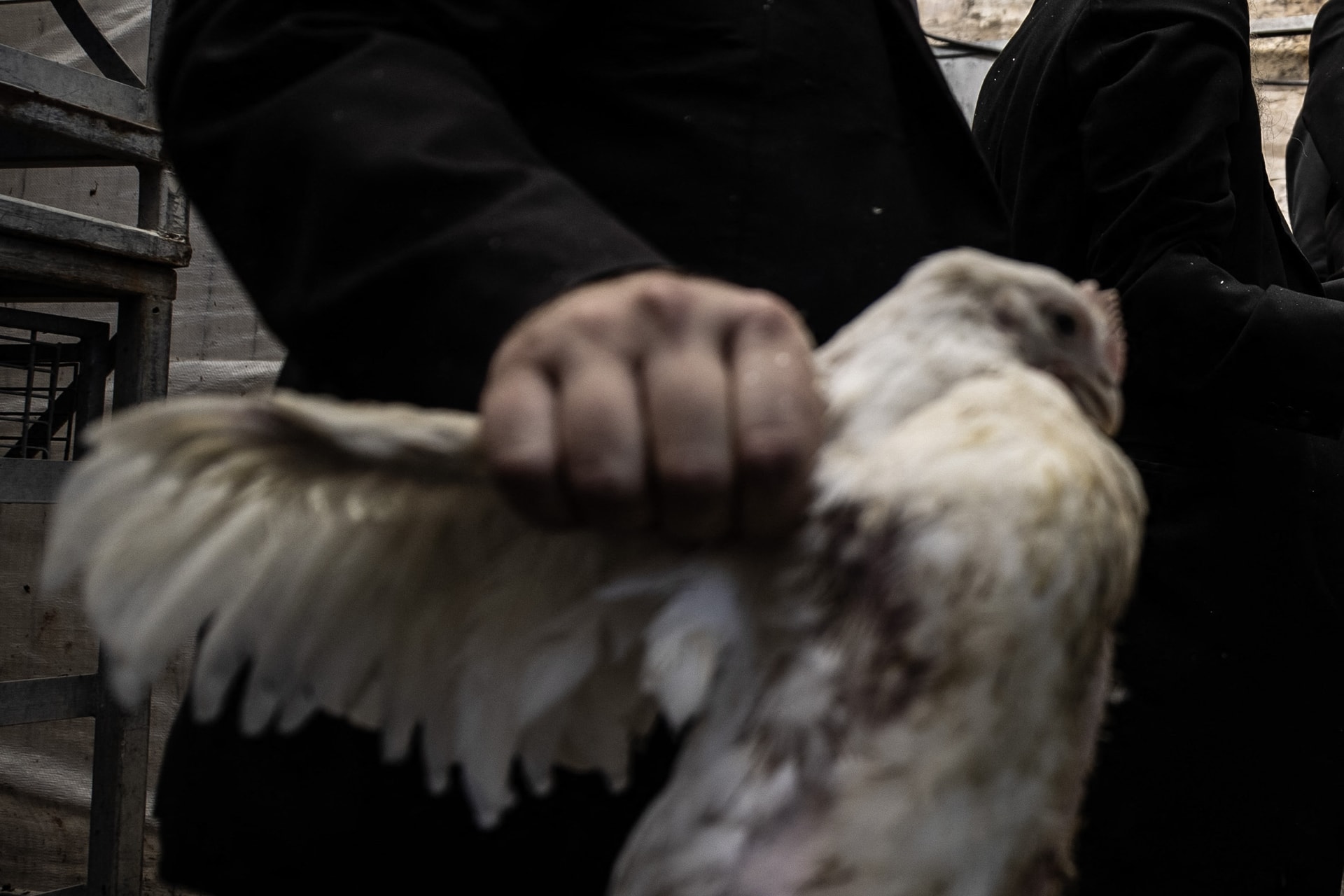 Rituálisan áldozott fel egy tyúkot a mexikói szenátor