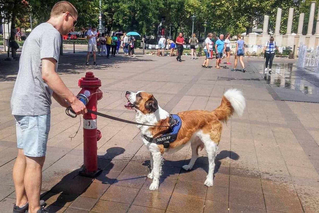 A kutyák segíthetnek a kognitív hanyatlás megértésében