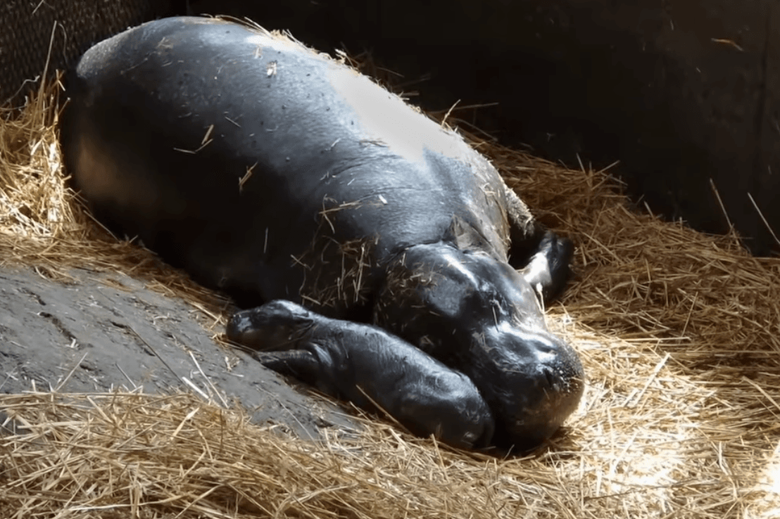 Törpe víziló született a Szegedi Vadasparkban + VIDEÓ
