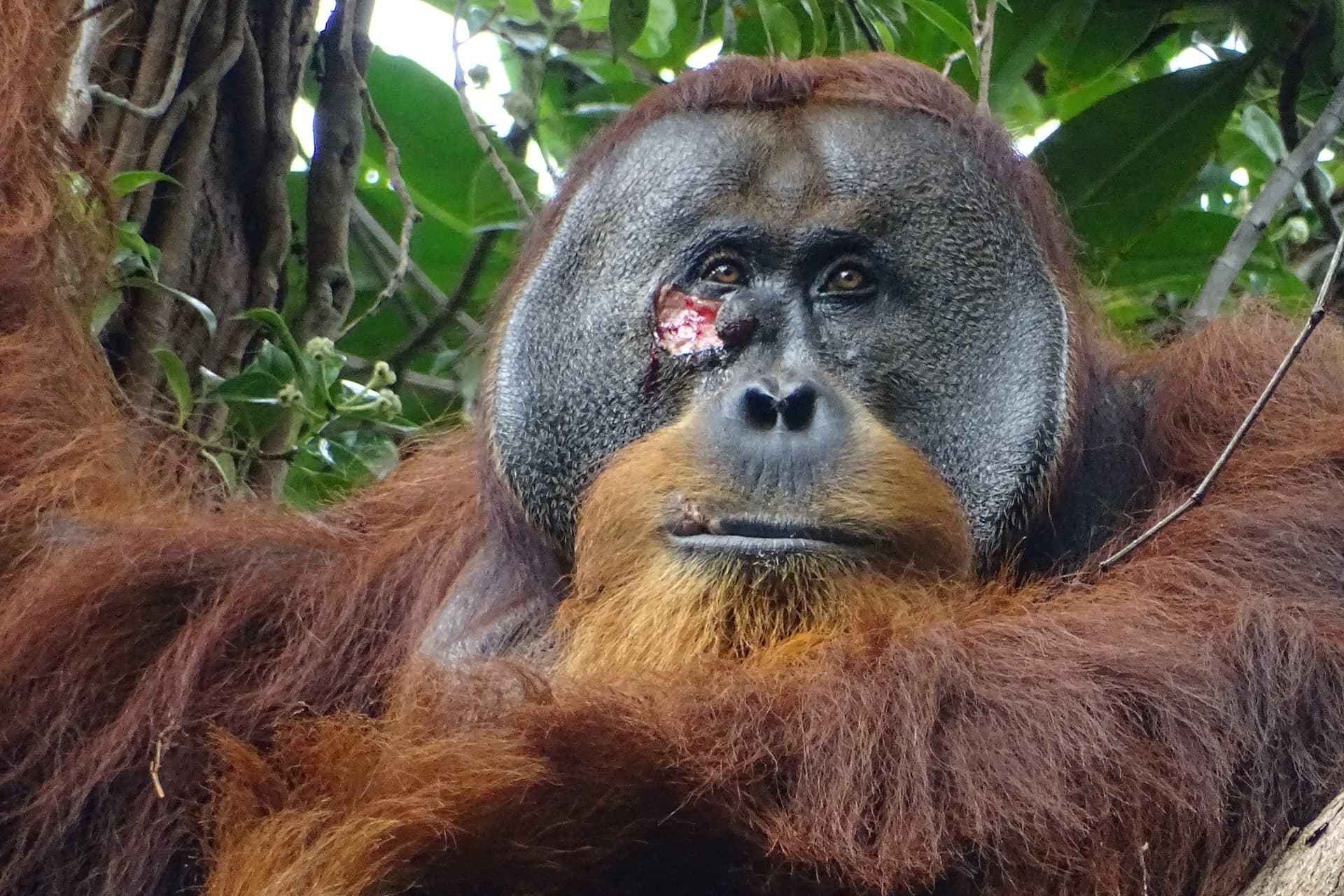 Elképesztő dolgot tett egy orangután