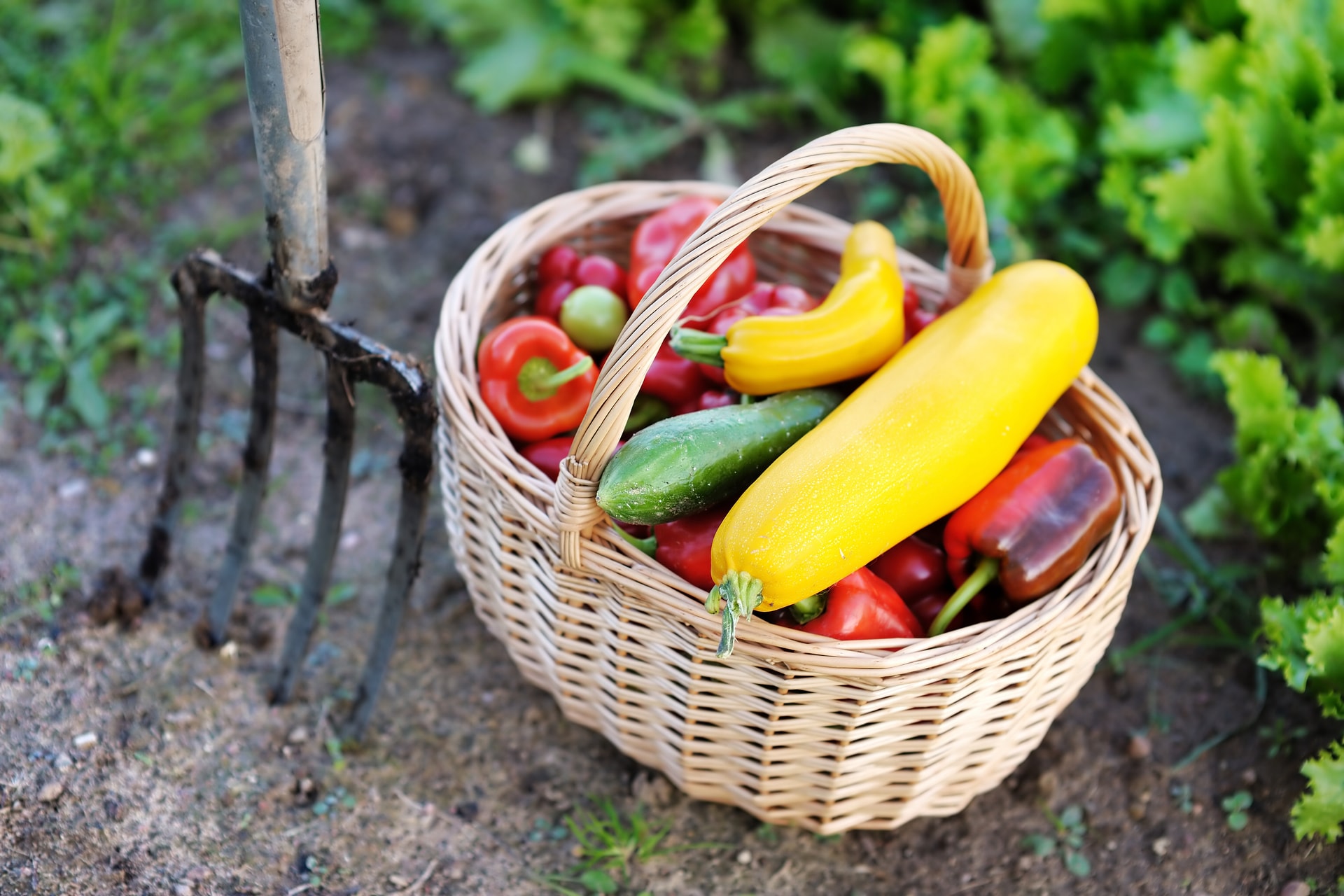 Mennyi vitamin van a zöldségekben?