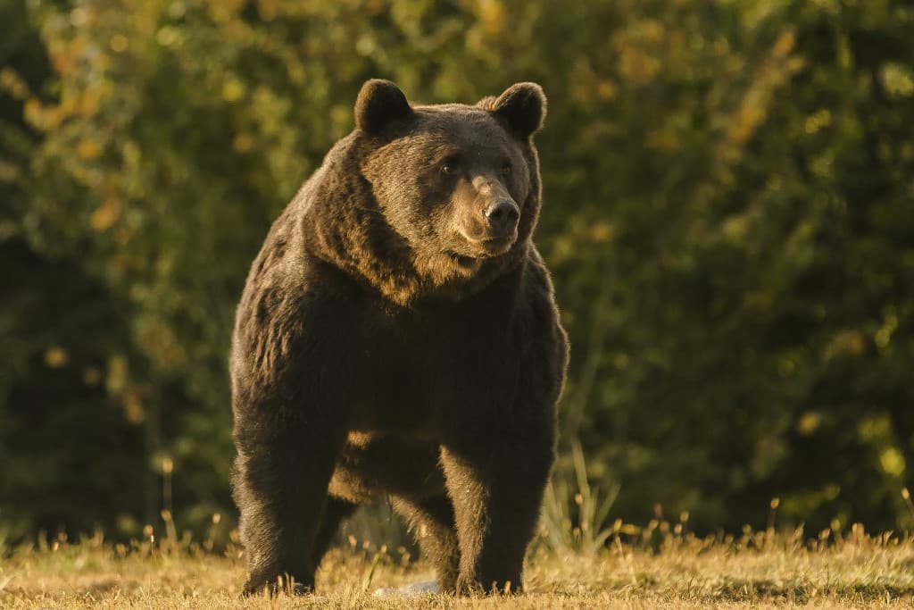 Seregestől jönnek a mackók!
