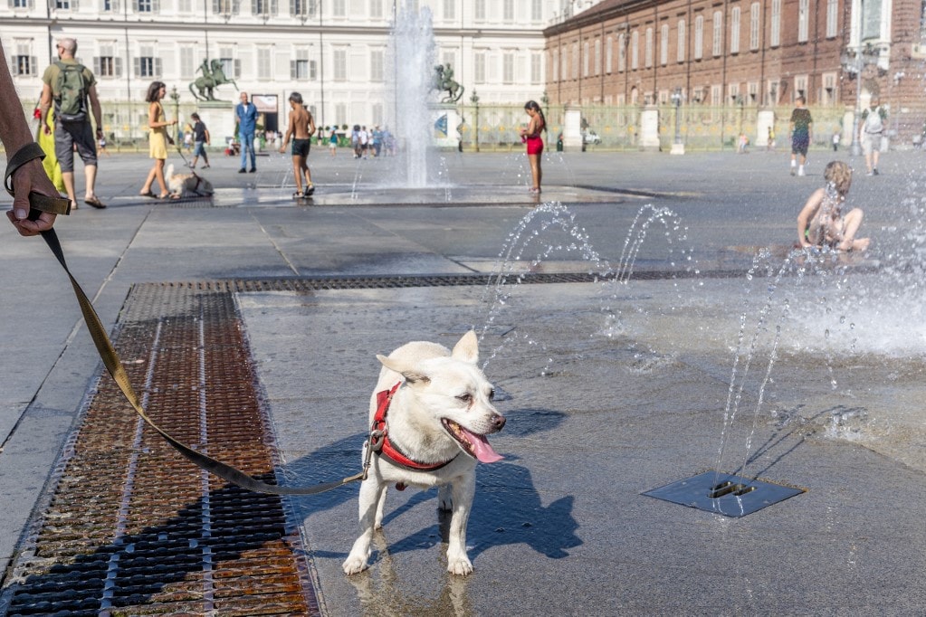 Így segíthetjük kedvenceinket a kánikulában