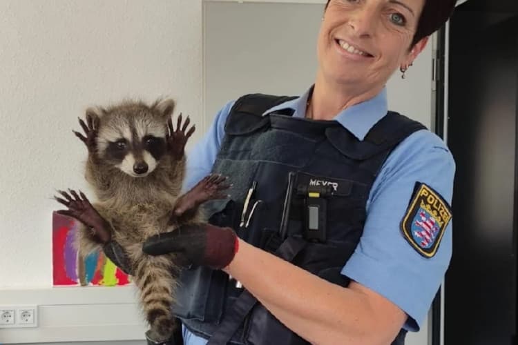 Előállítottak egy mosómedvekölyköt