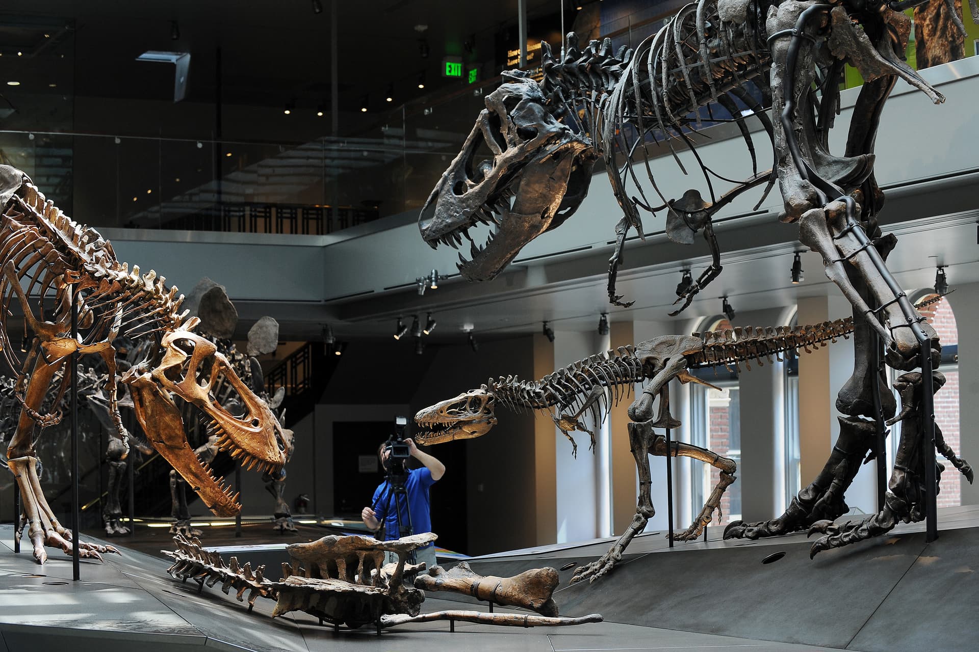 Los Angelesben állítják ki a világ egytelen zöld csontú dinoszauruszának maradványait