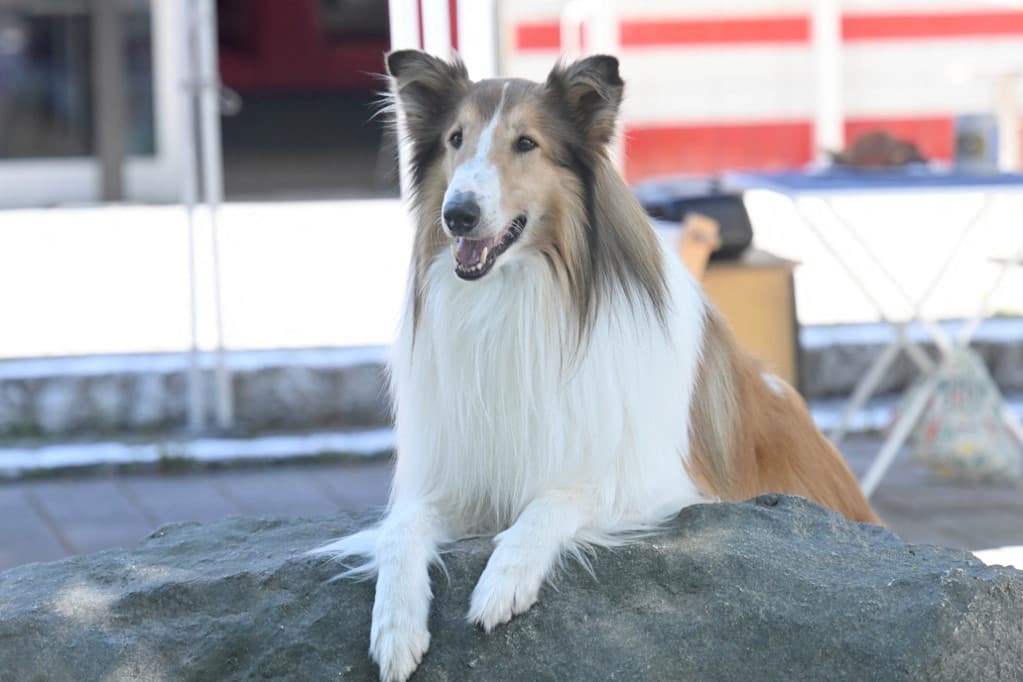 Elhunyt az igazi Lassie gazdája