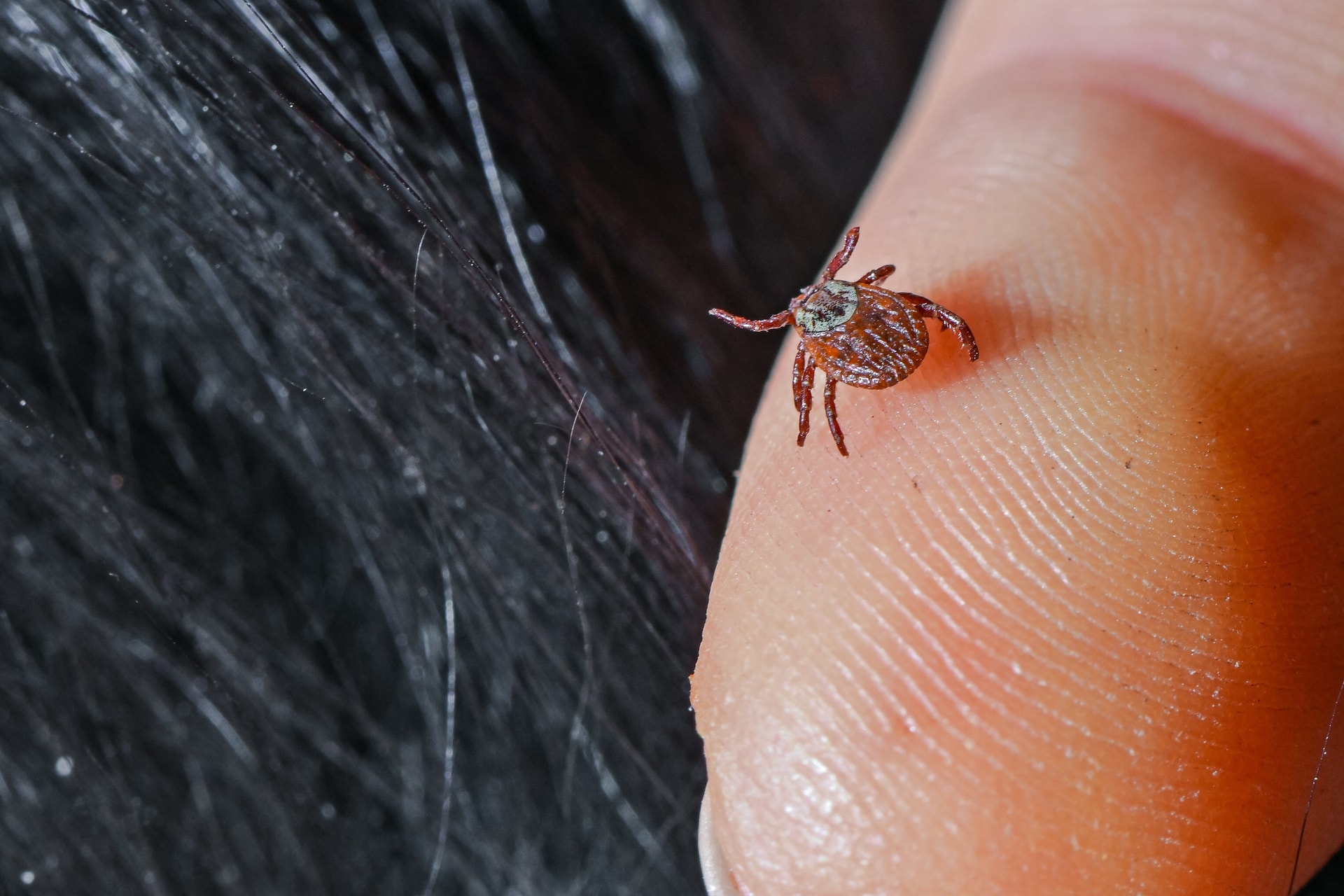 Így befolyásolhatja a Lyme-kór a szívműködést