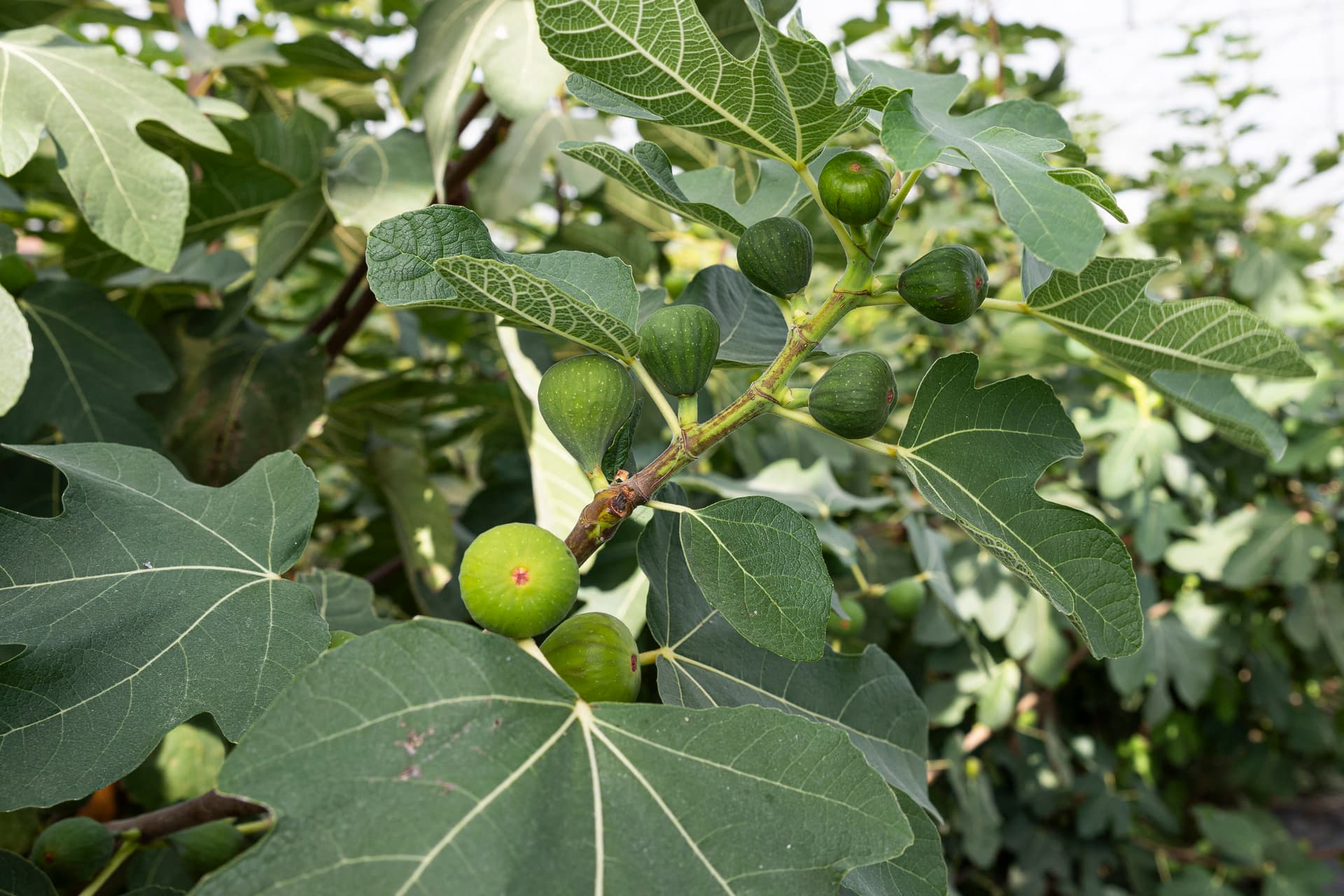 Antioxidáns, gyulladáscsökkentő és szabályozza a vércukorszintet ez a csodanövény