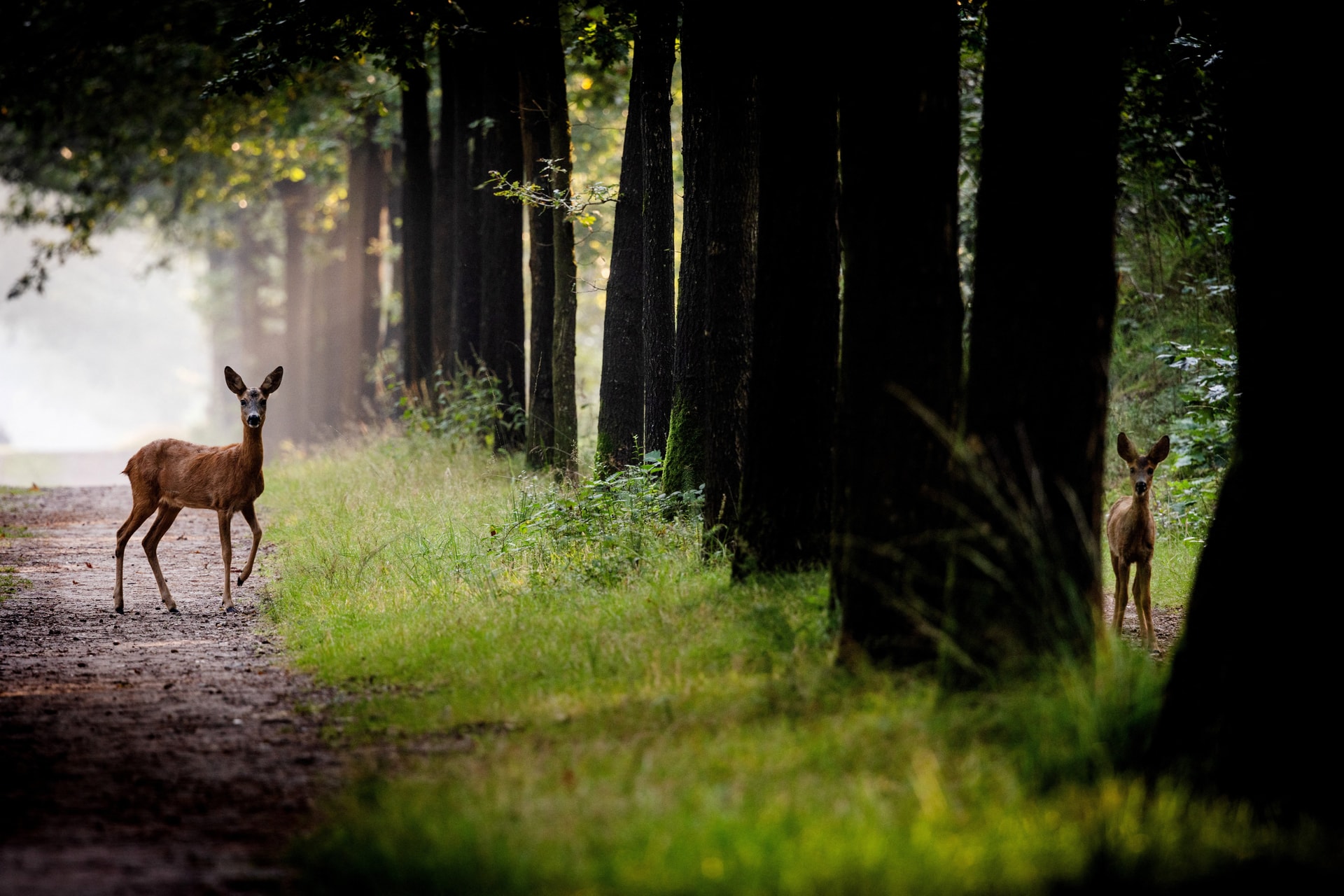 Rejtélyes zombiszarvas-betegség terjed