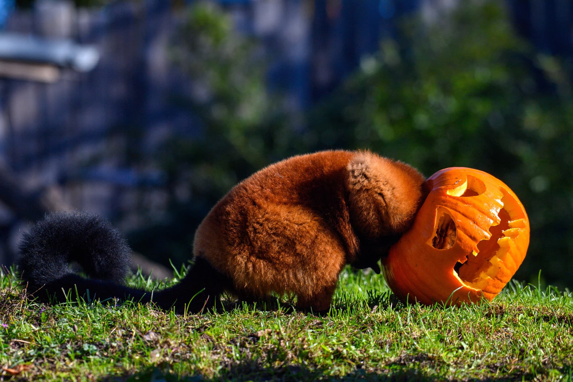 Miért ne dobjuk el az erdőben a dísztököt halloween után?