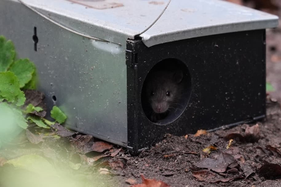 A túletetett macska nem fog patkányt