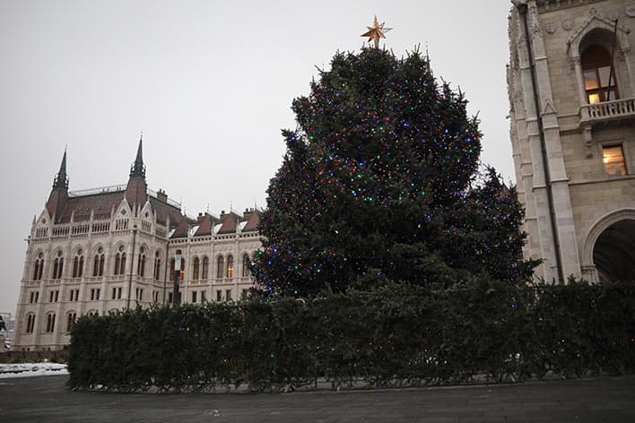 Borsodi fenyőfa lesz idén az ország karácsonyfája