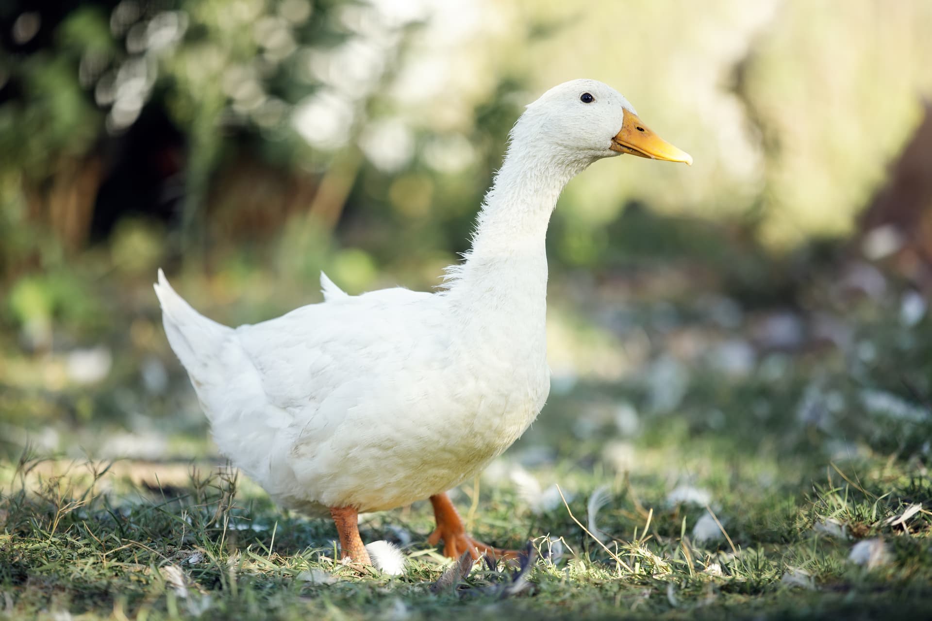 Nem csak Márton napon érdemes libahúst fogyasztani