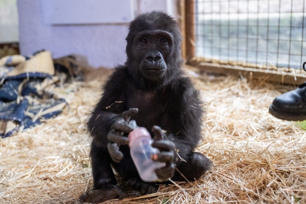 Bébi gorilla életét mentették meg egy török légitársaság járatán