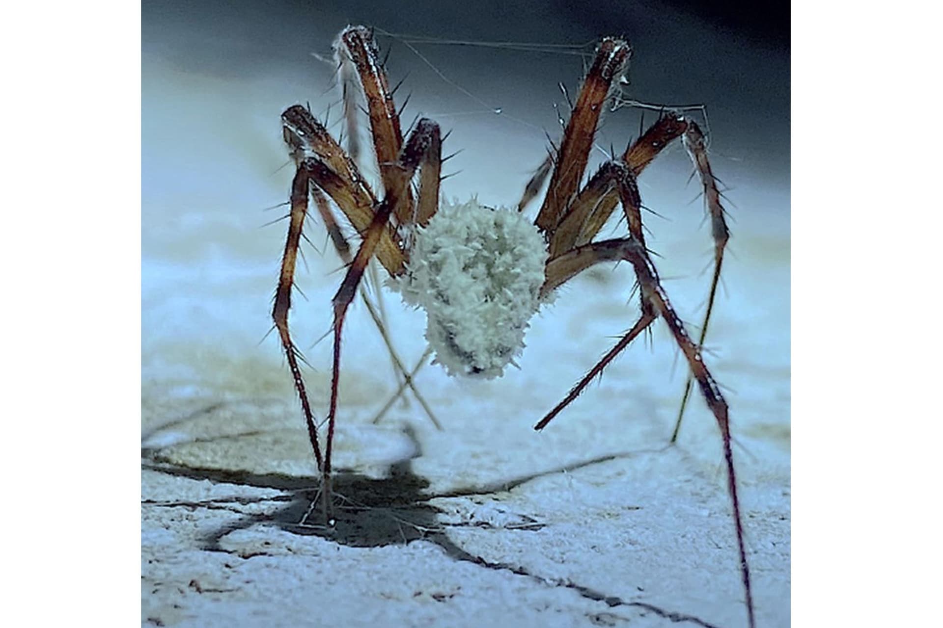 A gomba, amely a pókokat mutánssá változtatja