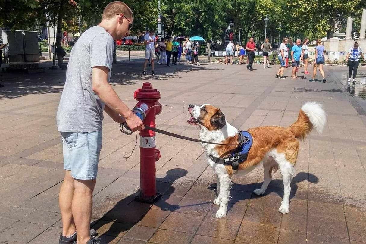 Miért élnek rövidebb ideig a bernáthegyik, a dán dogok és más óriási ebek, mint apróbb társaik?