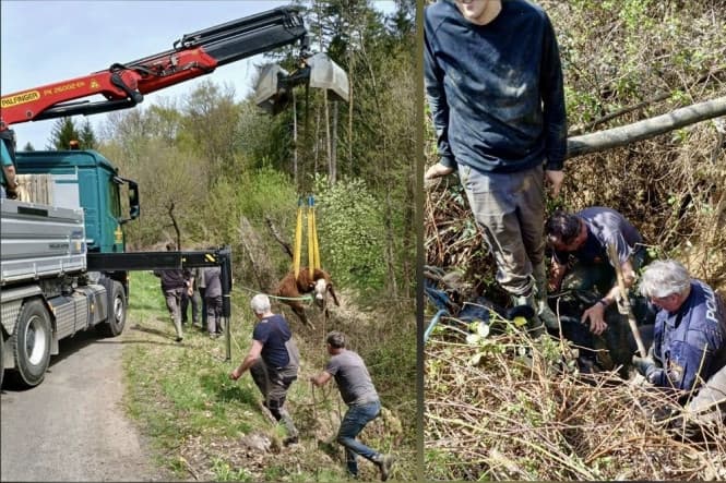 Sár és árok fogságából mentették a bikákat a járőrök
