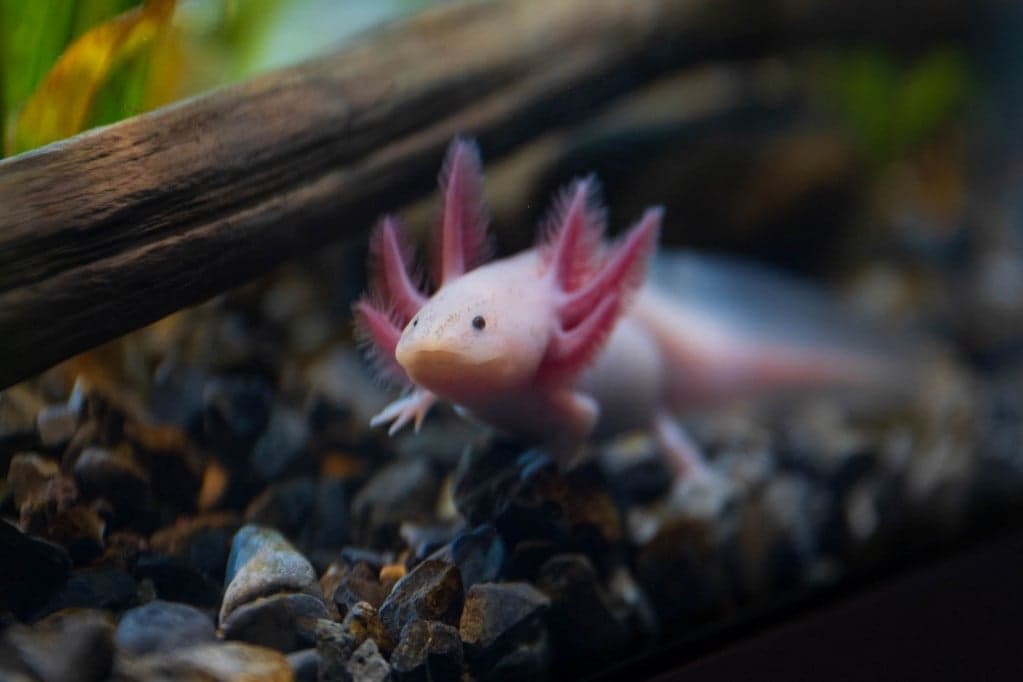 Az axolotlok rejthetik a végtagok újjánövesztésének kulcsát