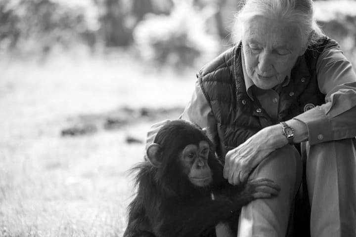 Jane Goodall etológusra emlékeznek vasárnap a Városmajorban