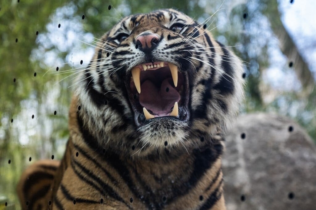 Halálra mart egy tigris egy látogatót az angliai vadasparkban