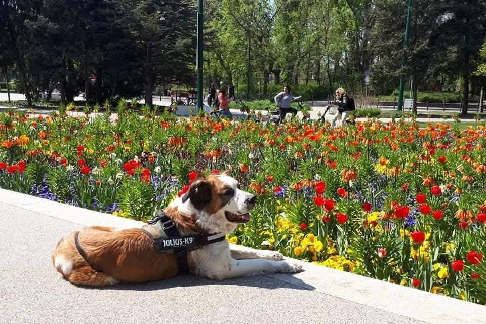 Ma ünnepeljük az állatokat